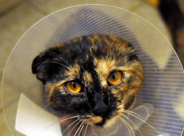 Injured Cat After Operation