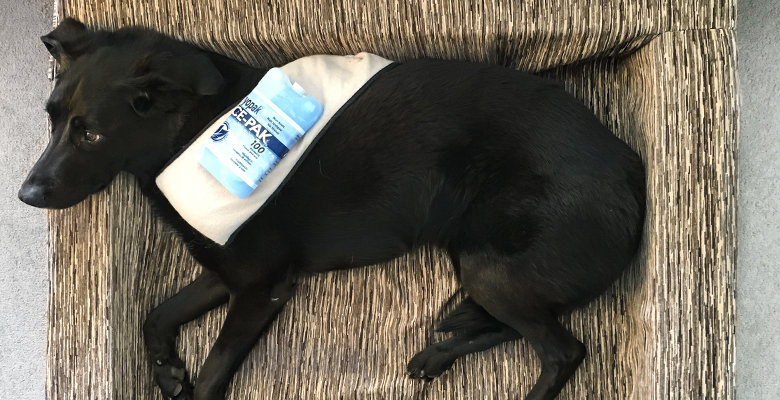 Cold Therapy Treatment with Dog