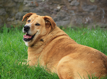 Obese Dog