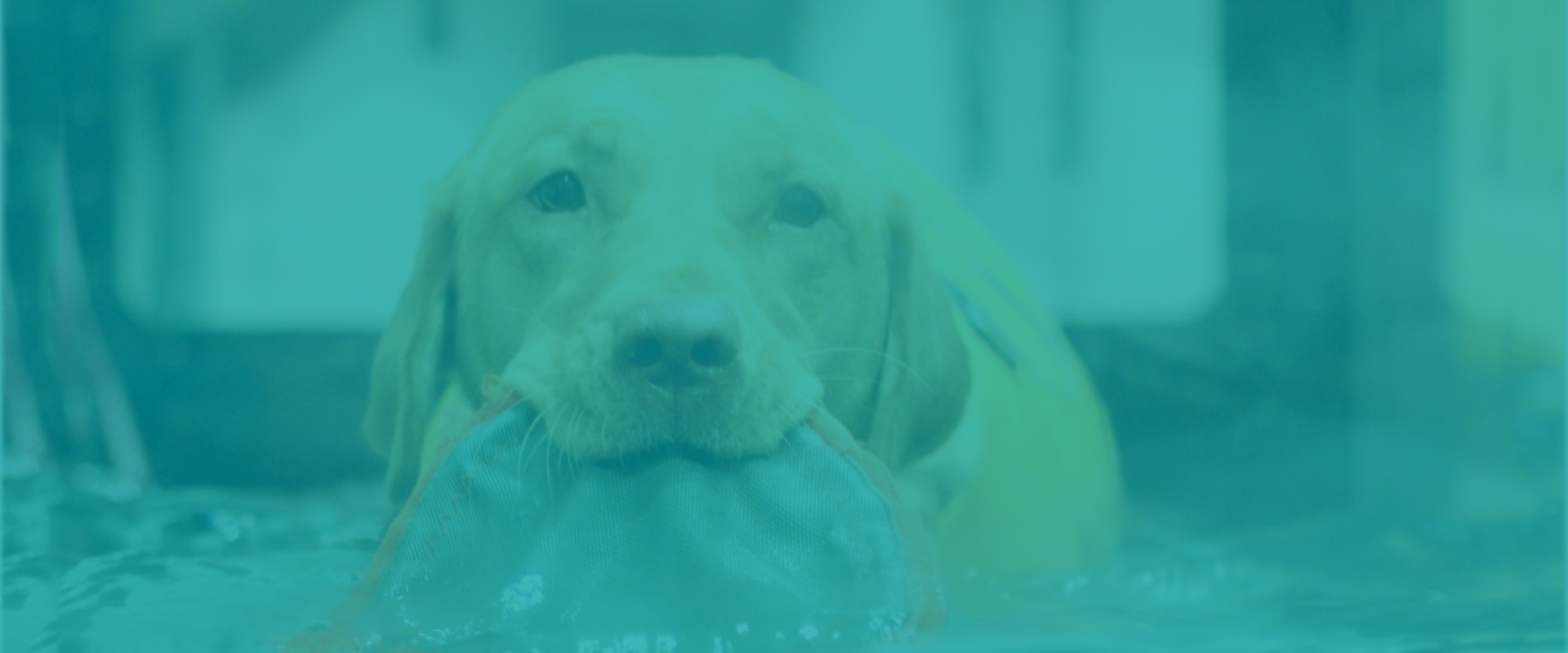 Dog in Underwater Treadmill